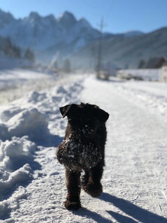 דירות Dachstein Mountainview גוסאו מראה חיצוני תמונה